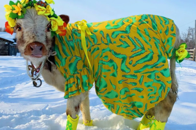 Теленок из Мегино-Кангаласского района Якутии выиграл в конкурсе красоты / Анастасия Филиппова  Мегино-Кангаласский Республика Саха (Якутия)