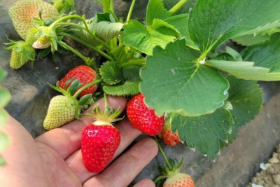 Якутский медиапроект «Из города в село: Фермер» создаёт уникальный образ сельских территорий / ЯСИА Якутск Якутск Республика Саха (Якутия)