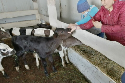 Фермер Акулина Львова: «Поголовье скота не должно уменьшаться» / ЯСИА   