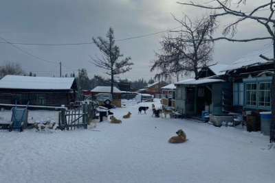 Глава Горного района прокомментировал видео со стаей из 30 собак в Бердигестяхе /    