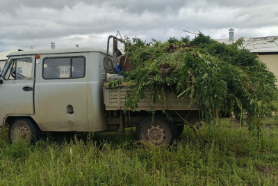 1,8 тонны дикорастущей конопли уничтожили в Якутии / ЯСИА   Республика Саха (Якутия)