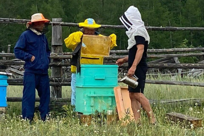 Николай Сапаев: «Развить пчеловодство в Якутии вполне реально» /    Республика Саха (Якутия)