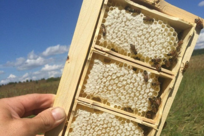 Николай Сапаев: «У якутских пчеловодов есть все возможности для промышленного производства» /    Республика Саха (Якутия)