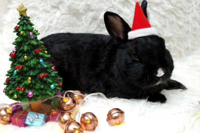 Не гневи Кролика: что нельзя делать в новый 2023 год /    