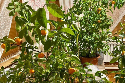 Мандарины, выращенные якутянкой, оказались новогодней шуткой / Анастасия Филиппова   