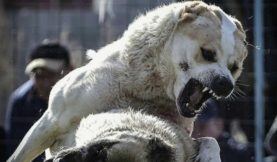 В Якутске в парке отдыха алабай напал на женщину / ЯСИА Якутск Якутск Республика Саха (Якутия)