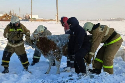 В Якутии пожарные спасли провалившуюся в прорубь корову / ЯСИА   Республика Саха (Якутия)