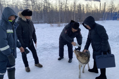 В Якутске ищут владельца алабая, напавшего на женщину в парке отдыха / ЯСИА Якутск Якутск Республика Саха (Якутия)