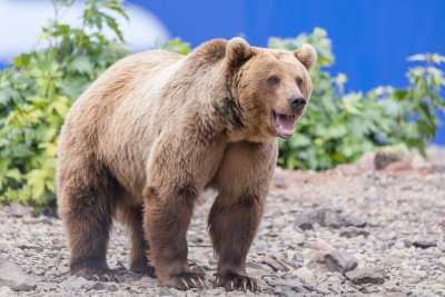 В Якутии вблизи села медведь насмерть задрал человека / ЯСИА   