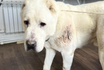 В Якутске возбуждено уголовное дело по факту нападения алабая на женщину в парке отдыха / ЯСИА Якутск Якутск Республика Саха (Якутия)