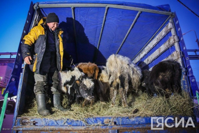 Коров якутской породы привезли для изучения из Эвено-Бытантайского района в Якутск / Анастасия Филиппова   