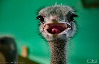 Эму, верблюды и фазаны: каких необычных животных содержат в Якутии / Анастасия Филиппова   Республика Саха (Якутия)