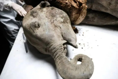 В павильоне Якутии на ВЭФ установили криокамеру с тушами мамонтенка и пещерных львят / ЯСИА   