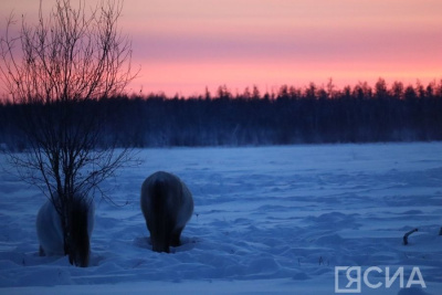 В Кобяйском районе 2023 год объявили Годом экологии и особо охраняемых природных территорий / Анастасия Филиппова  Кобяйский Республика Саха (Якутия)