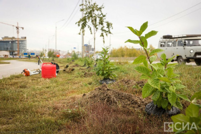 В День окончания Второй мировой войны в Якутске высадили 80 кустов сирени / Мария Горохова Якутск Якутск Республика Саха (Якутия)