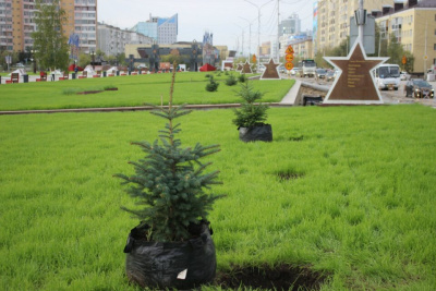 В Якутске на площади Победы высадили 33 ели / Николай Борисов   