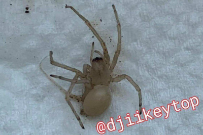 Эксперт рассказал, что за белый паук напугал жителей Якутска / Анна Лебединская Якутск Якутск Республика Саха (Якутия)