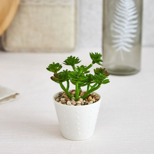 Суккулент Montauro