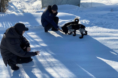 В Якутске с начала года отловлено 630 собак / ЯСИА Якутск Якутск Республика Саха (Якутия)