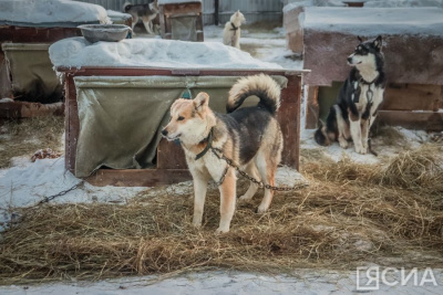 В Департаменте ветеринарии рассказали о ситуации с бруцеллезом в пункте передержки Якутска / ЯСИА Якутск Якутск Республика Саха (Якутия)