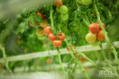 Продажу привозных овощей под брендом «Саюри» зафиксировали в торговых точках Якутска / ЯСИА Якутск Якутск Республика Саха (Якутия)