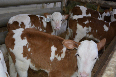 А Гоголь-то был мудр… /   Алданский Республика Саха (Якутия)