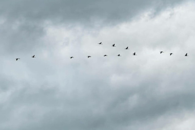 В Якутии стартовал осенний мониторинг стерха / ЯСИА   Республика Саха (Якутия)