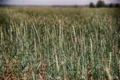 Сбер и «Дамате» запустили первое в России товарное РЕПО на фуражную пшеницу / ЯСИА   