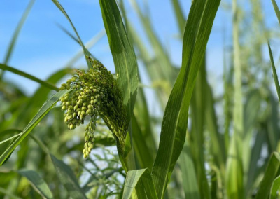 Минсельхоз Якутии: бюджет программы «Развитие кормопроизводства» увеличили до 175 млн рублей / ЯСИА   