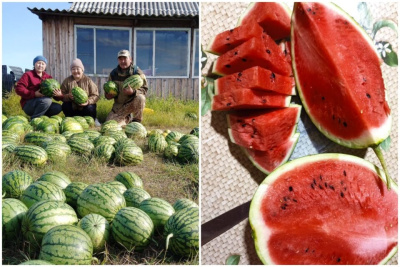 Двести арбузов вырастила в огороде жительница Якутии / Саина Титова   