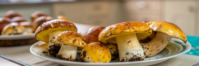 Маслята — золотые грибы русских лесов