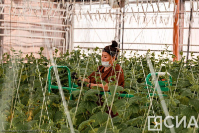 Проект по выращиванию овощей рассматривают для запуска в арктических районах Якутии / ЯСИА   