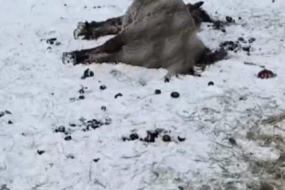 В Якутии собаки загрызли кобылу в родах, их владельцев привлекут к ответственности / ЯСИА   Республика Саха (Якутия)