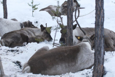 Видео: рядом с Якутском появилось первое креативное стойбище оленей / ЯСИА   