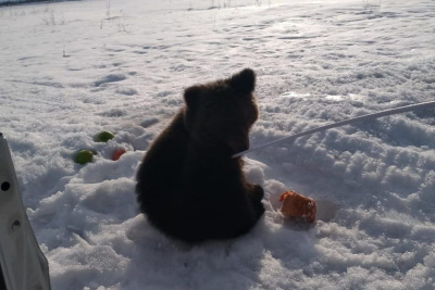 Обнаруженного в Томпонском районе медвежонка отловят. Его дальнейшая судьба пока не решена / Саина Титова   