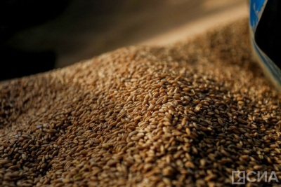 В Якутии ожидается рекордный урожай зерна / ЯСИА   