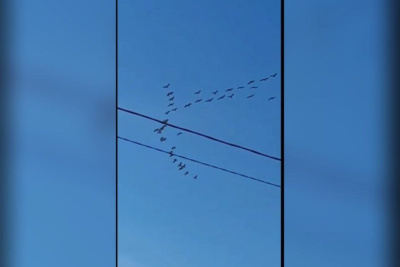 Видеофакт: над селом Хангаласского улуса Якутии пролетела стая журавлей / ЯСИА  Хангаласский Республика Саха (Якутия)