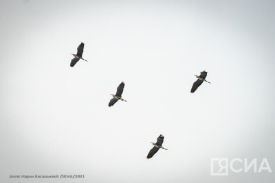 Сеть народного мониторинга за миграцией стерхов создали в Якутии / ЯСИА   Республика Саха (Якутия)