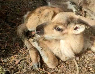 В стаде оленей, привезенных из Нелькана в Якутск, родился первый олененок / Анна Лебединская   