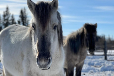 500 тысяч рублей ежегодно могут получать коневоды-табунщики из Якутии / ЯСИА   