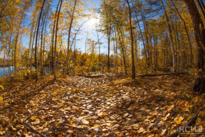 В Якутии ликвидирован один лесной пожар в Горном районе / ЯСИА   