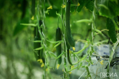 Врач рассказала о пользе огурцов / ЯСИА   