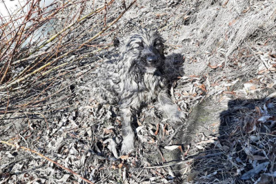 Якутянка спасла тонущего в реке Алдан щенка / ЯСИА   