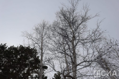 Берёзовый сок: учёные рассказали о пользе и вреде для организма человека / Нарыйа Пахомова   