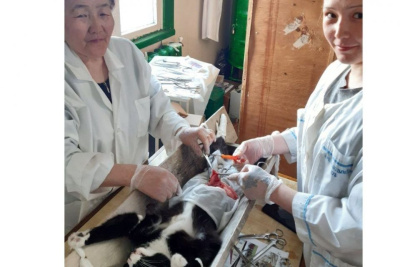 В Якутии ветеринары спасли кота, проглотившего 20-сантиметровую отвертку / ЯСИА   Республика Саха (Якутия)
