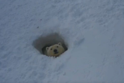 В заповеднике «Медвежьи острова» было обнаружено 26 родовых берлог / Дьулустаан Сергеев   