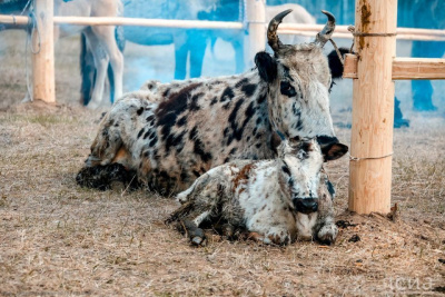 В Якутии пятый год отмечают День сайылыка / ЯСИА   Республика Саха (Якутия)
