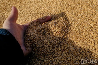 В Якутии ожидается рекордный за последние годы урожай зерновых / Николай Борисов   