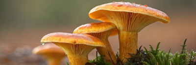 Рыжики: полезные свойства и возможный вред