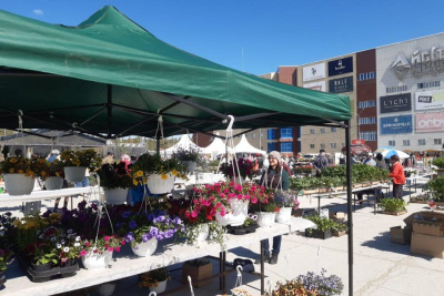 На Комсомольской площади Якутска открылась выставка-ярмарка рассады и цветов / Анна Лебединская Якутск Якутск Республика Саха (Якутия)